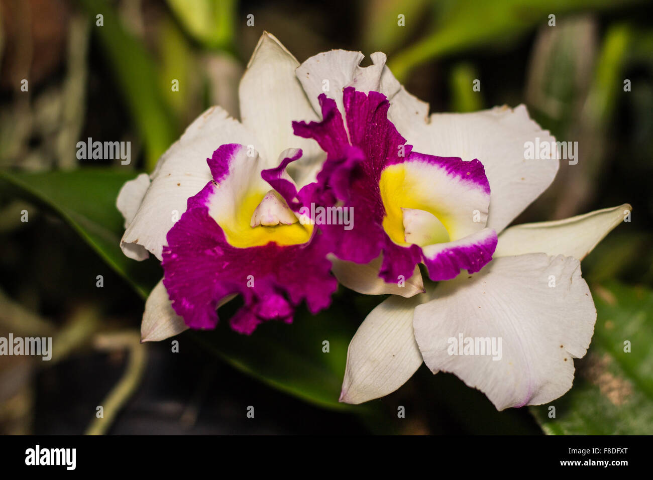 Cattleya orchid Stock Photo