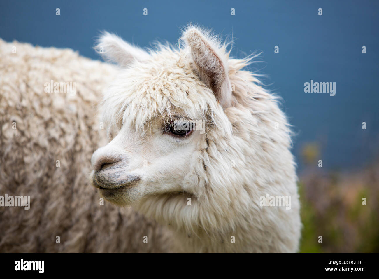 Baby llama hi-res stock photography and images - Alamy