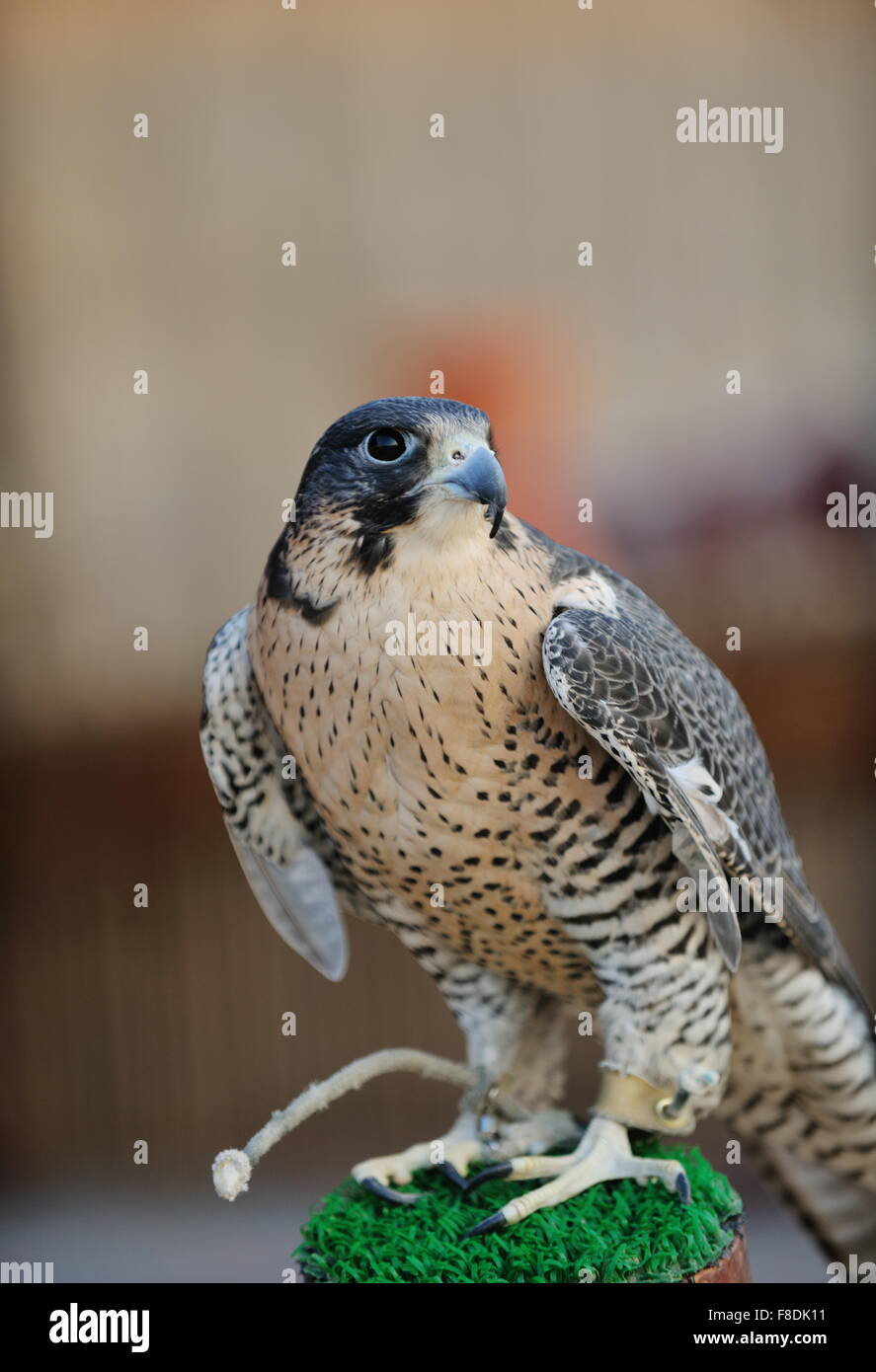 arabic bird falcon predator with sharp vision Stock Photo - Alamy