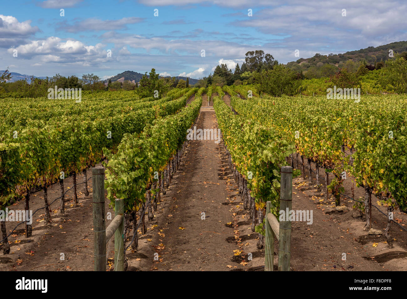 Silverado vineyards and winery hi-res stock photography and images - Alamy