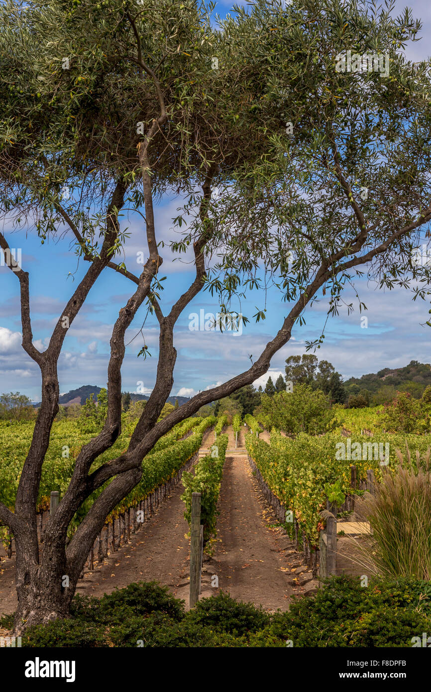 grape vineyard, grape vineyards, vineyard, vineyards, view from, Darioush Winery, Silverado Trail, Napa Valley, Napa County, California Stock Photo