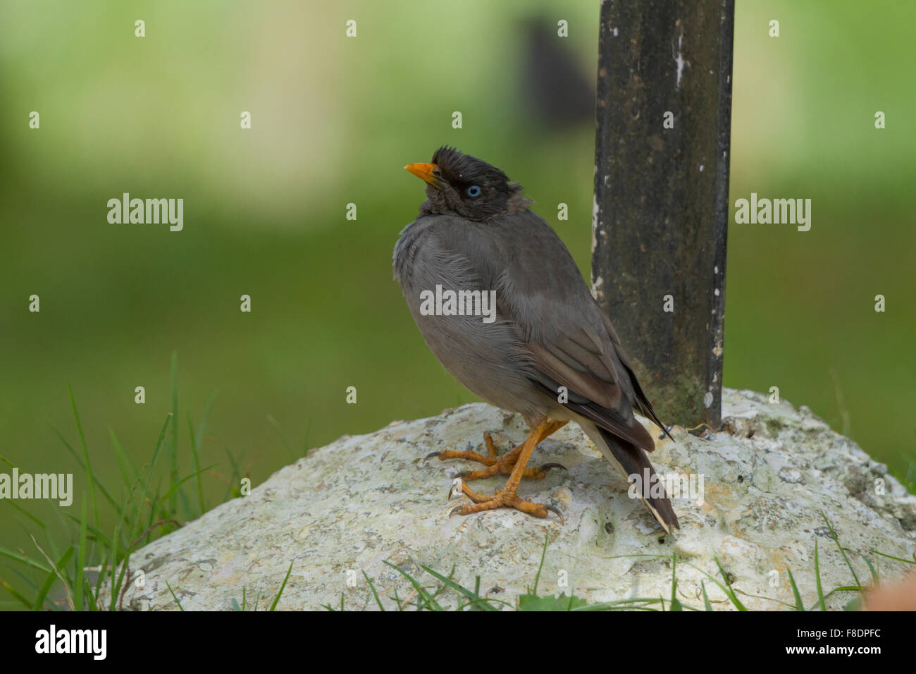 The jungle myna (Acridotheres fuscus) is a myna, a member of the starling family. Stock Photo