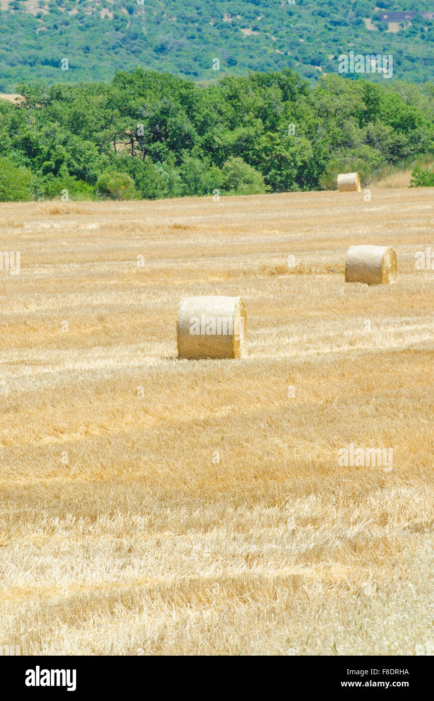 Field with rolls of hay on summer day Stock Photo - Alamy