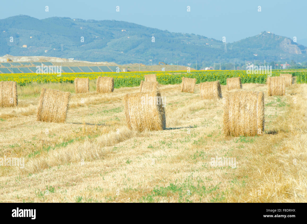 Field with rolls of hay on summer day Stock Photo - Alamy