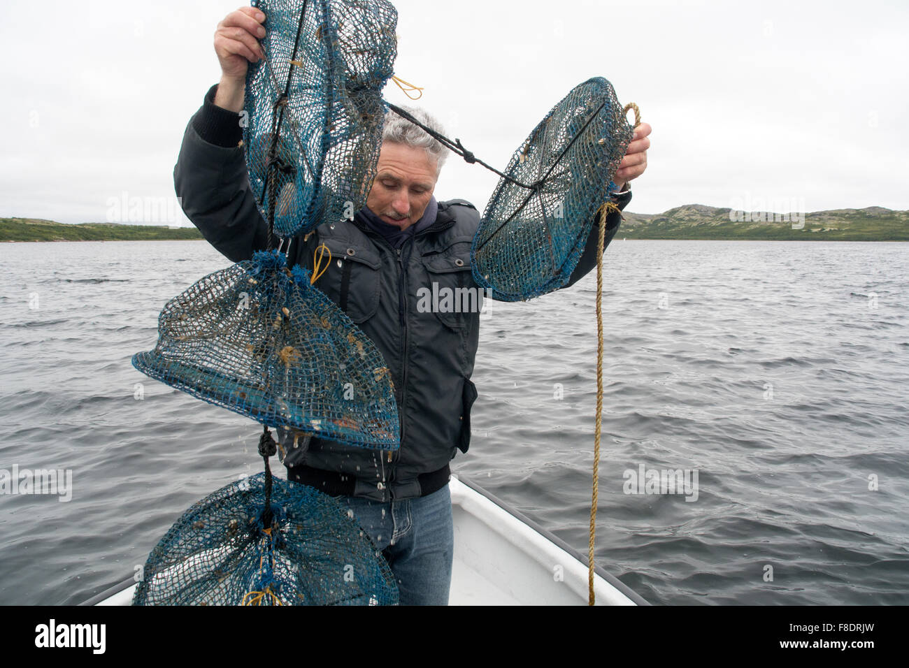 A man pulls up a net containing farmed aquaculture scallops in their shells, grown in the Atlantic waters of Quebec, Canada. Stock Photo