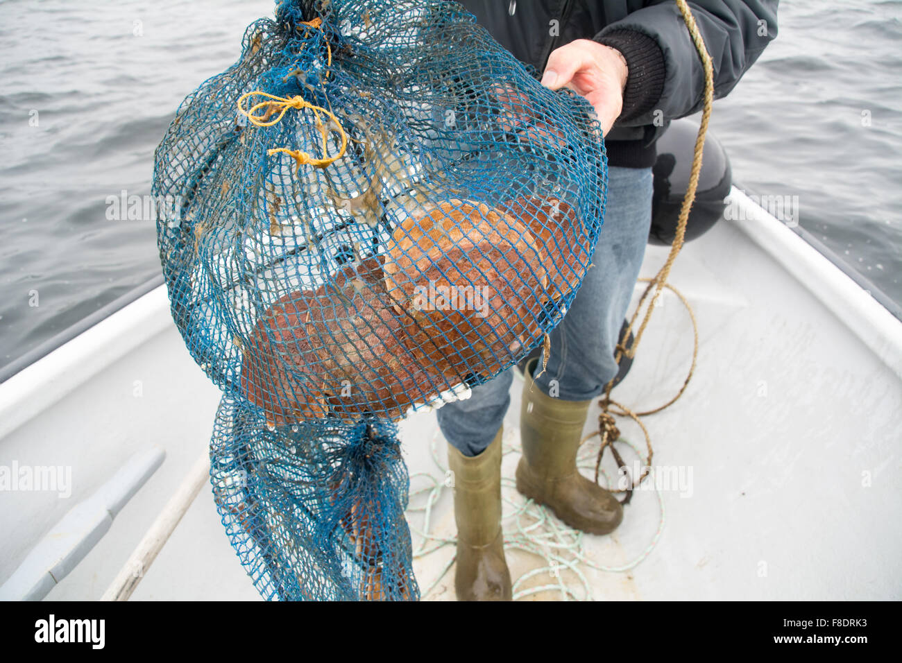 Farmed aquaculture scallops in their shells, grown in a net in the Atlantic waters of Blanc Sablon, Quebec, Canada. Stock Photo