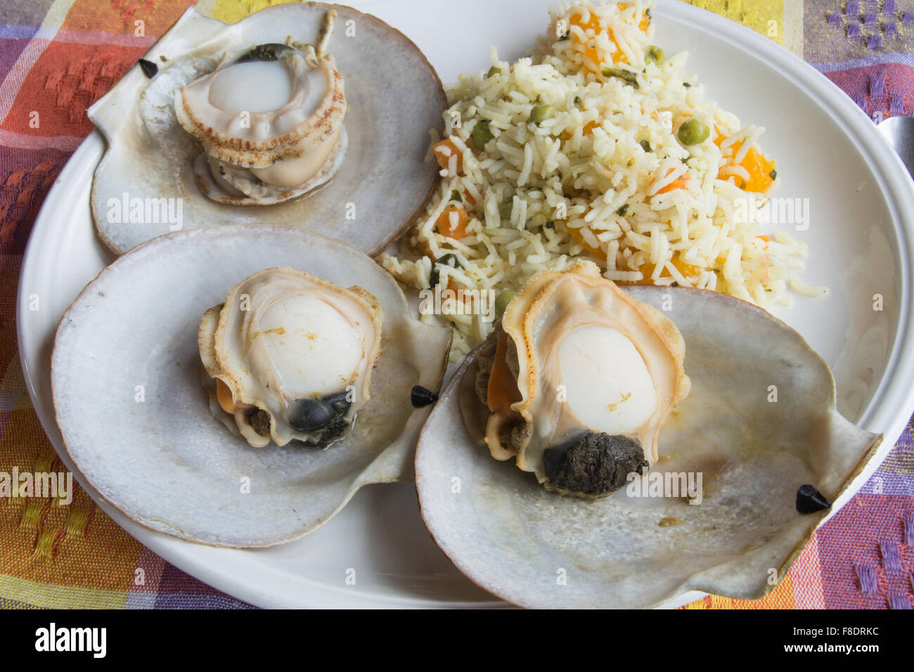 Farmed aquaculture Atlantic scallops served in the shell and with their dark stomach pouches on a plate of rice. Quebec, Canada. Stock Photo