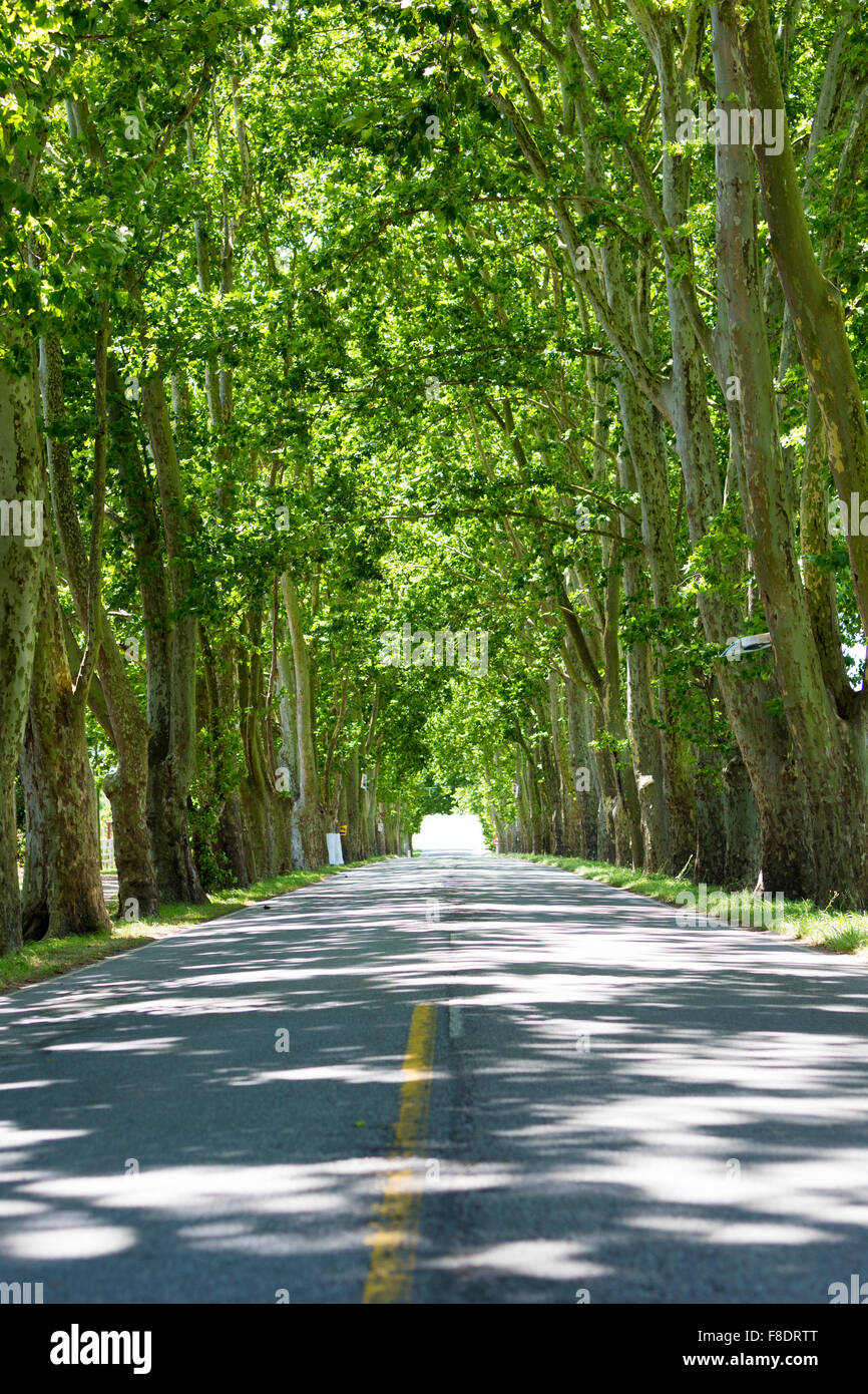 Road with trees on both sides, Uruguay Stock Photo