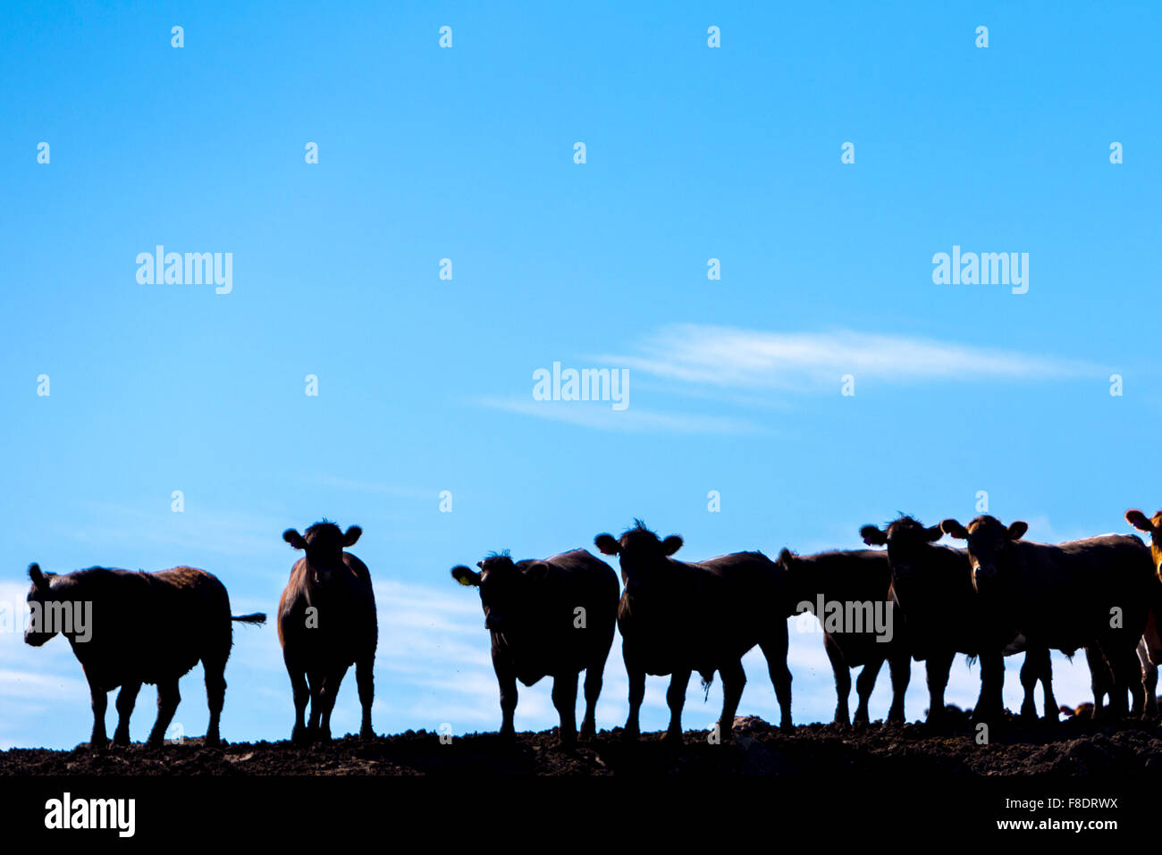 Bliss Dinosaur Ranch Gate - Bliss Photographics Ranch %, image size:1300x957