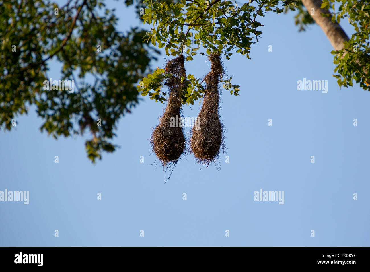Two birds nests hanging on tall tropical tree, Minca Stock Photo Alamy