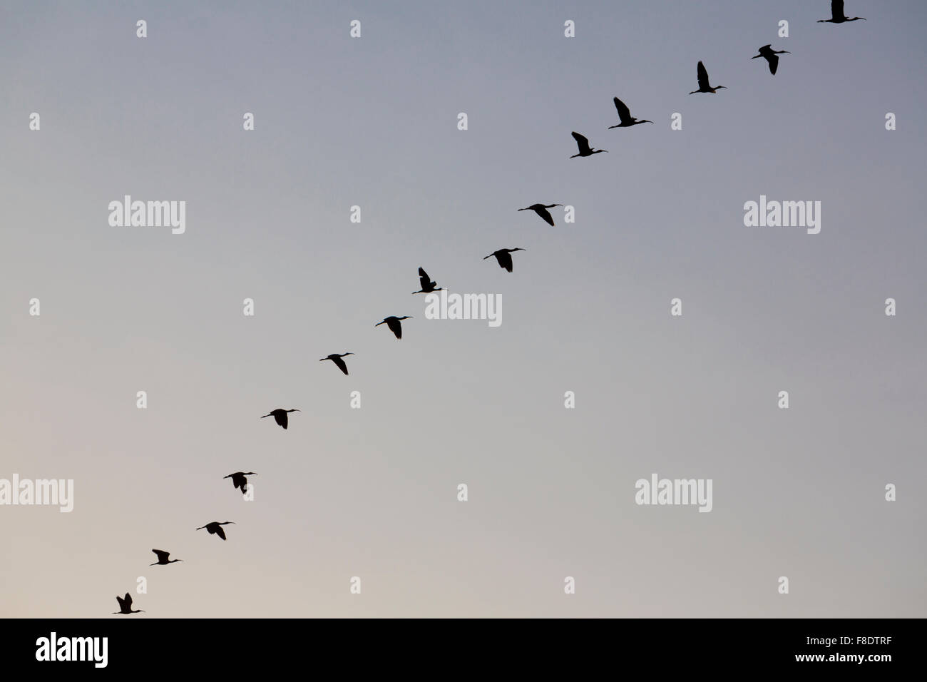Birds in a row flying in a clear sky, Lake Maracaibo, Venezuela Stock Photo