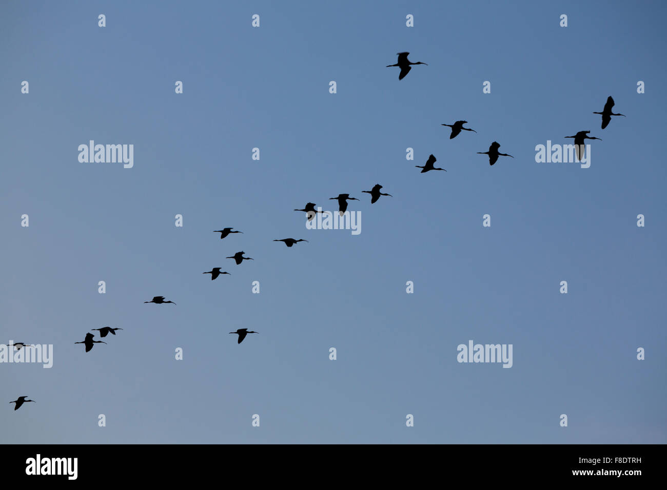 Birds in a row flying in a clear sky, Lake Maracaibo, Venezuela Stock Photo