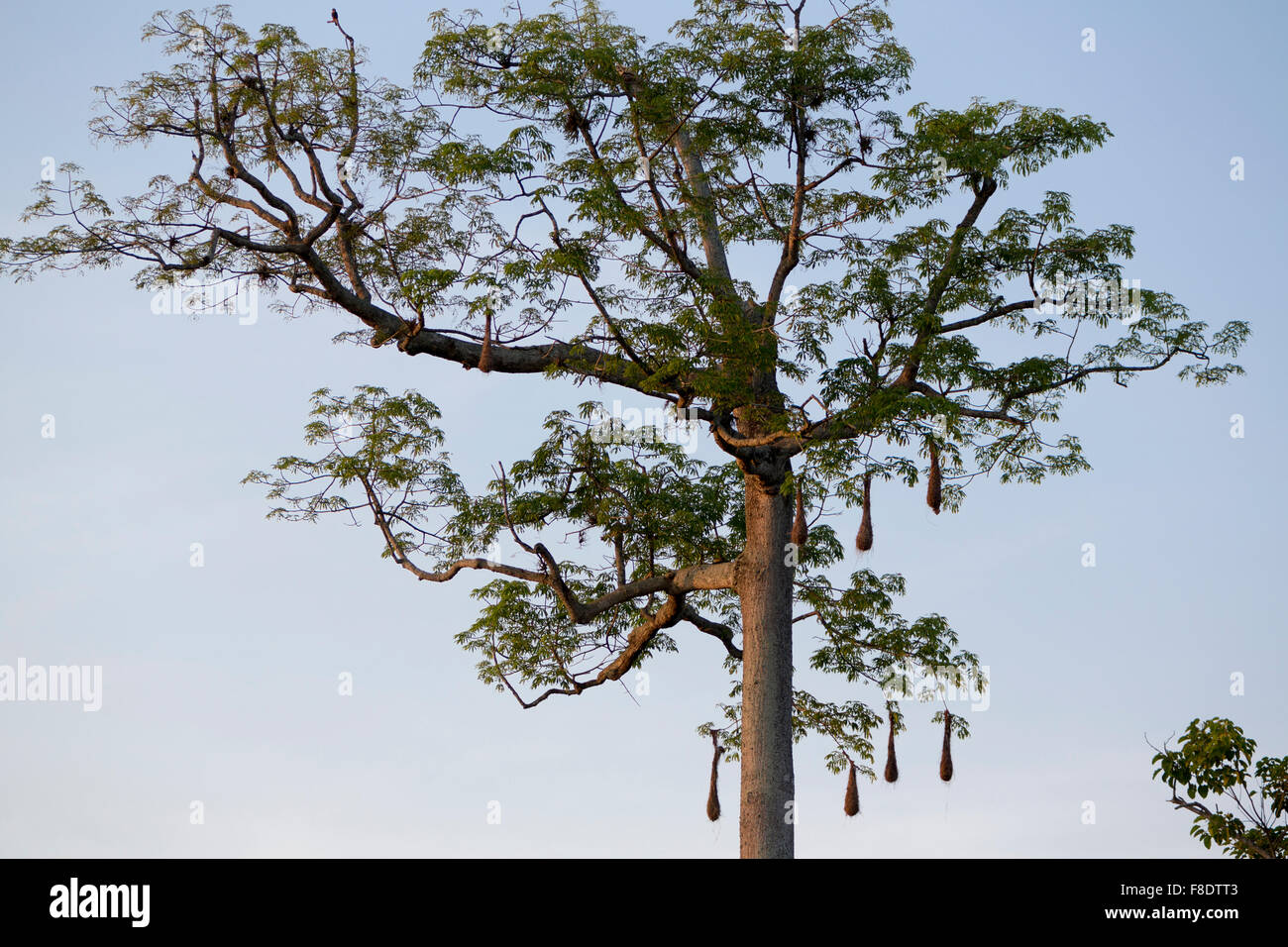 Dozen nests hanging on tall tropical tree, Venezuela Stock Photo