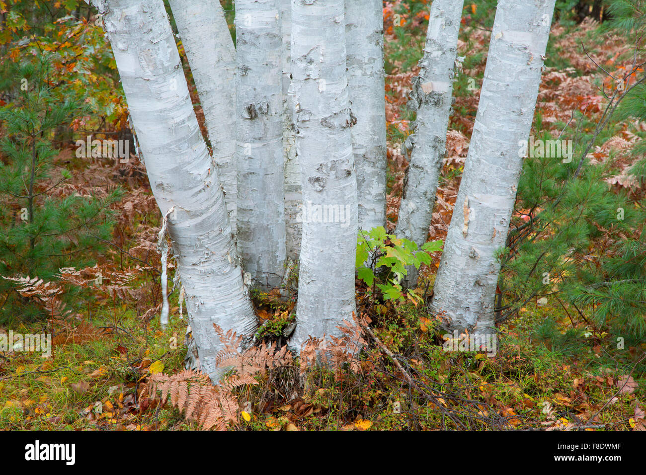 Birch trunks, Whitefish Bay Scenic Byway, Hiawatha National Forest, Michigan Stock Photo