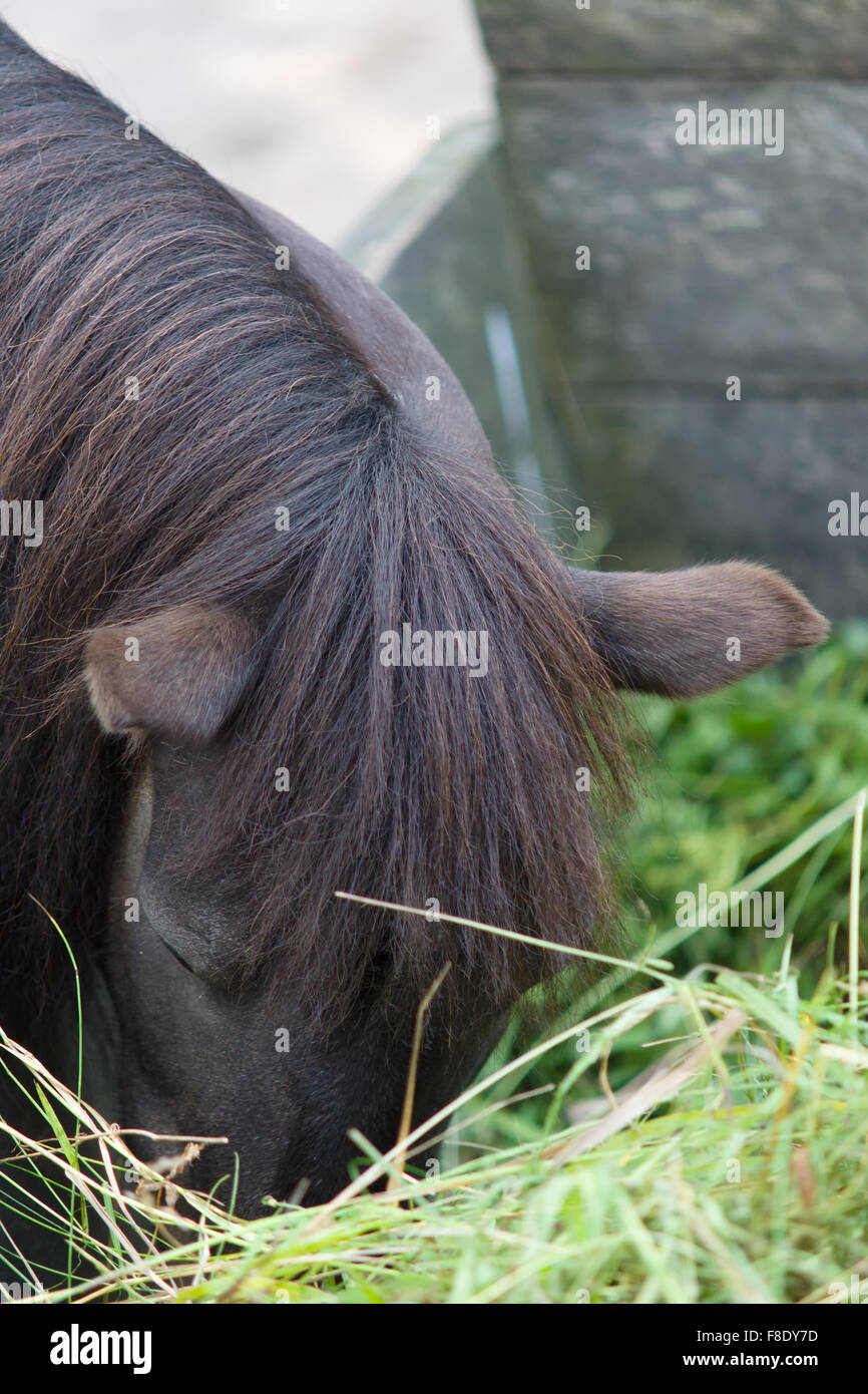 the dark horse with eats hay from a feeding trough Stock Photo