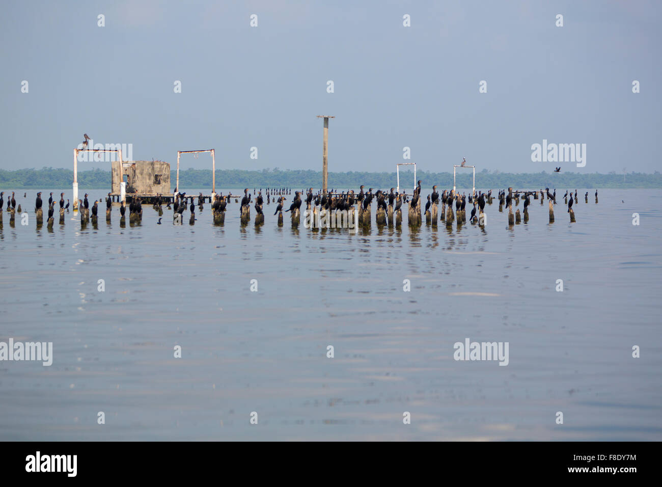 Birds perching on concrete pillars, Lake Maracaibo, Venezuela Stock Photo