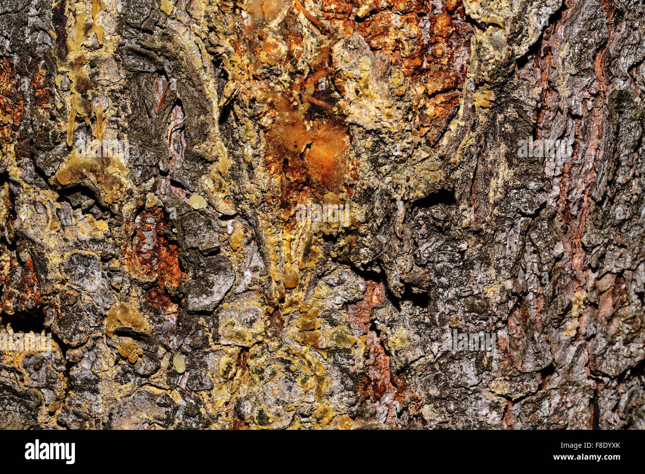 Pine bark background. Untreated wood. Grungy texture. Stock Photo