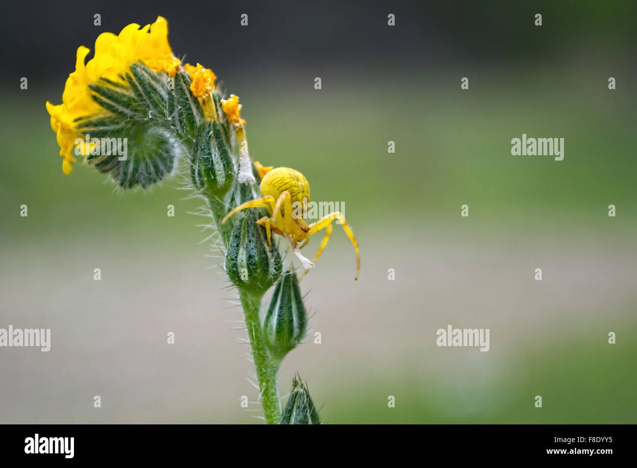 A yellow crab spider on Amsinckia menziesii, yellow spiral flower bouquet  on green background Stock Photo