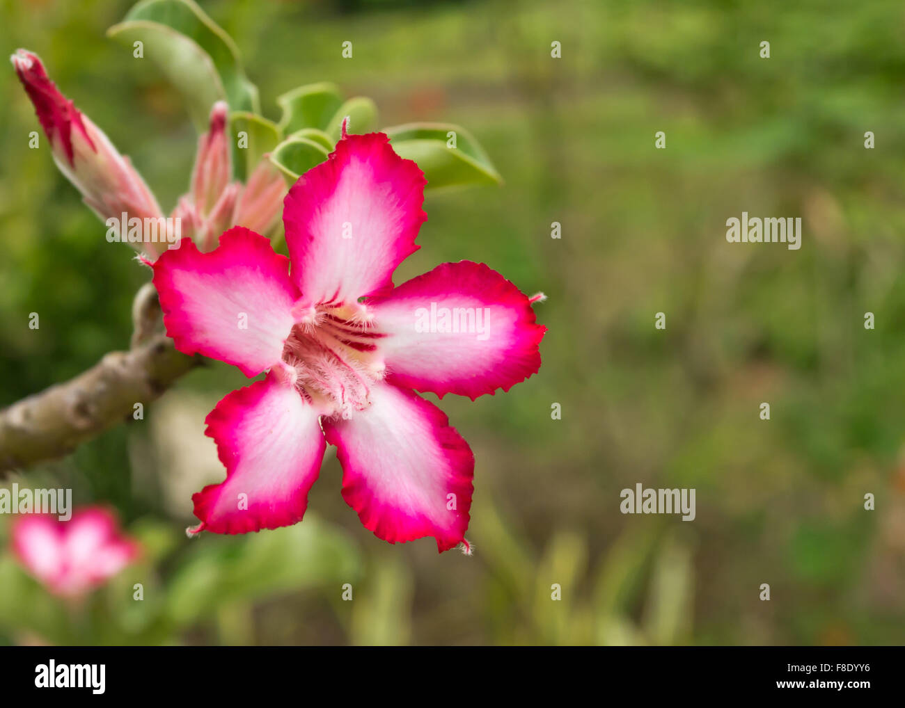 Impala lily, flower and flower bud, in nature in South Africa. Stock Photo