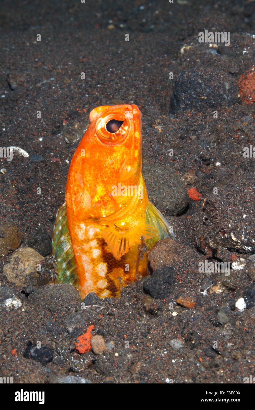 Variable Jawfish, Opistognathus variabilis. The females of this species turn orange during courtship. Tulamben, Bali, Indonesia. Stock Photo