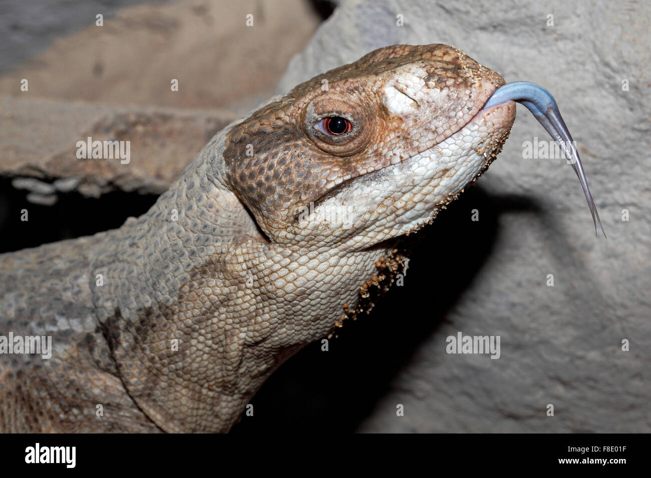 Savannah monitor, Varanus exanthematicus. Also known as Bosc's monitor. Stock Photo