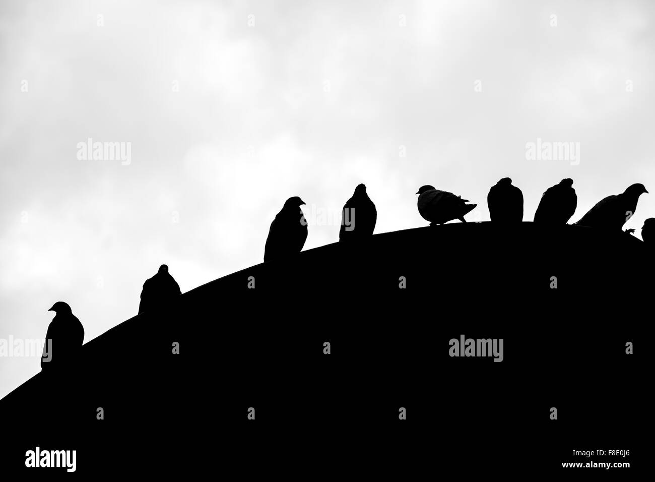 Group of silhouettes of birds standing on the top of a roof in the historic district of Bogota. Black and white. Colombia Stock Photo