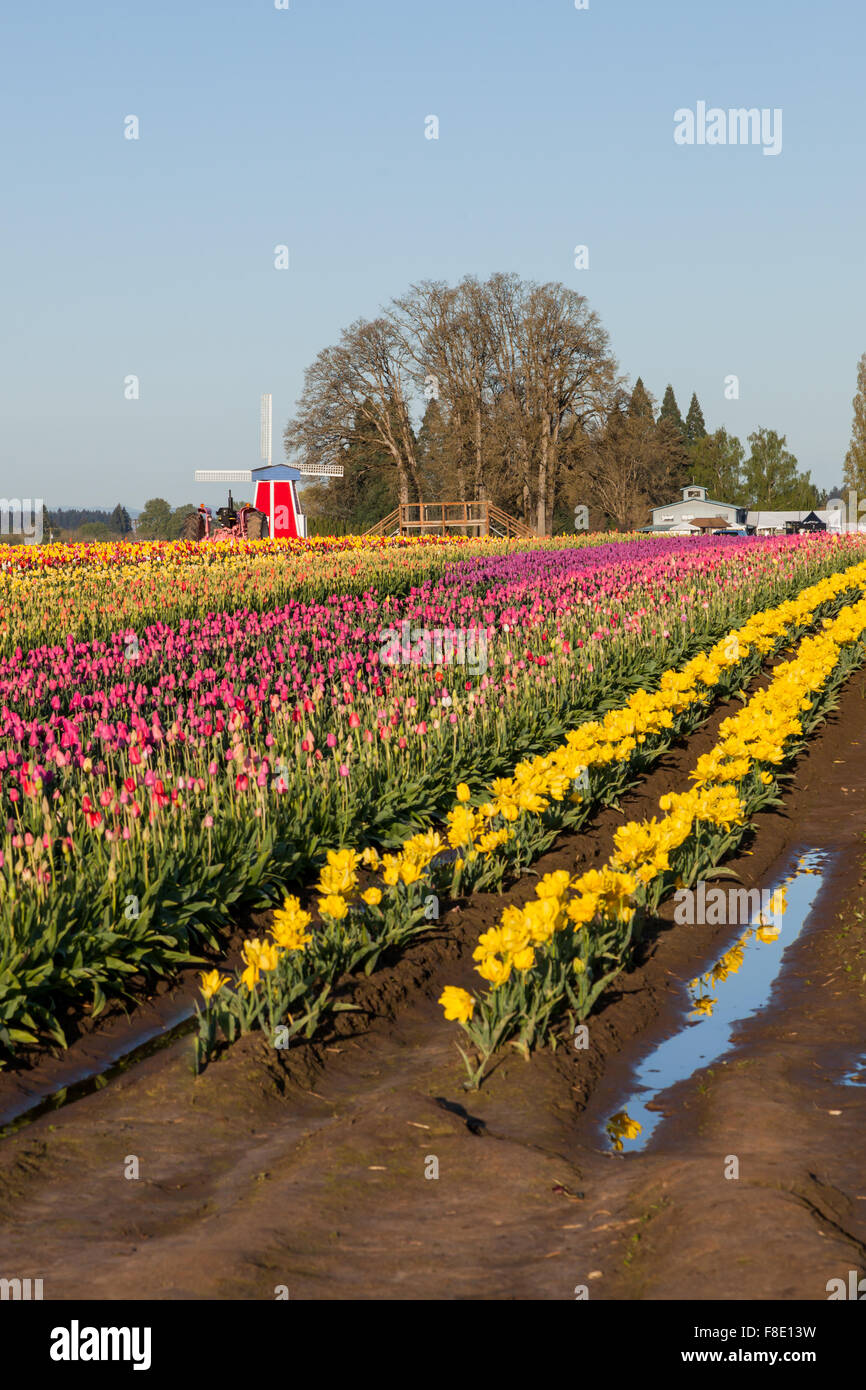 Rows of tulip flowers at a family farm with the flowers reflecting in ...