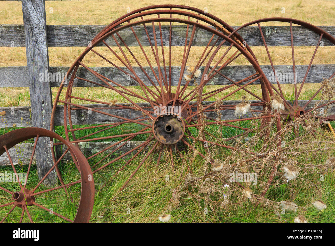Rusty spoked farm equipment wheel rusting in a field next to a fence