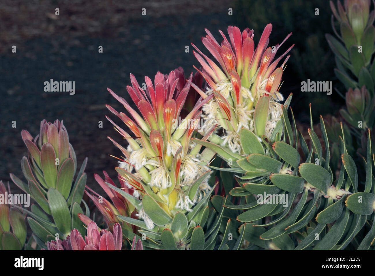 Red-crested/ Red/ Common Pagoda/ Rooistompe/ Stompie/ Common Mimetes/ Pagoda - Mimetes cucullatus - Family Proteaceae Stock Photo