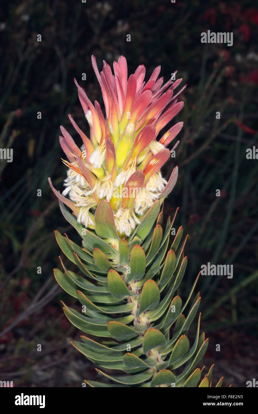 Red-crested/ Red/ Common Pagoda/ Rooistompe/ Stompie/ Common Mimetes/ Pagoda - Mimetes cucullatus - Family Proteaceae Stock Photo