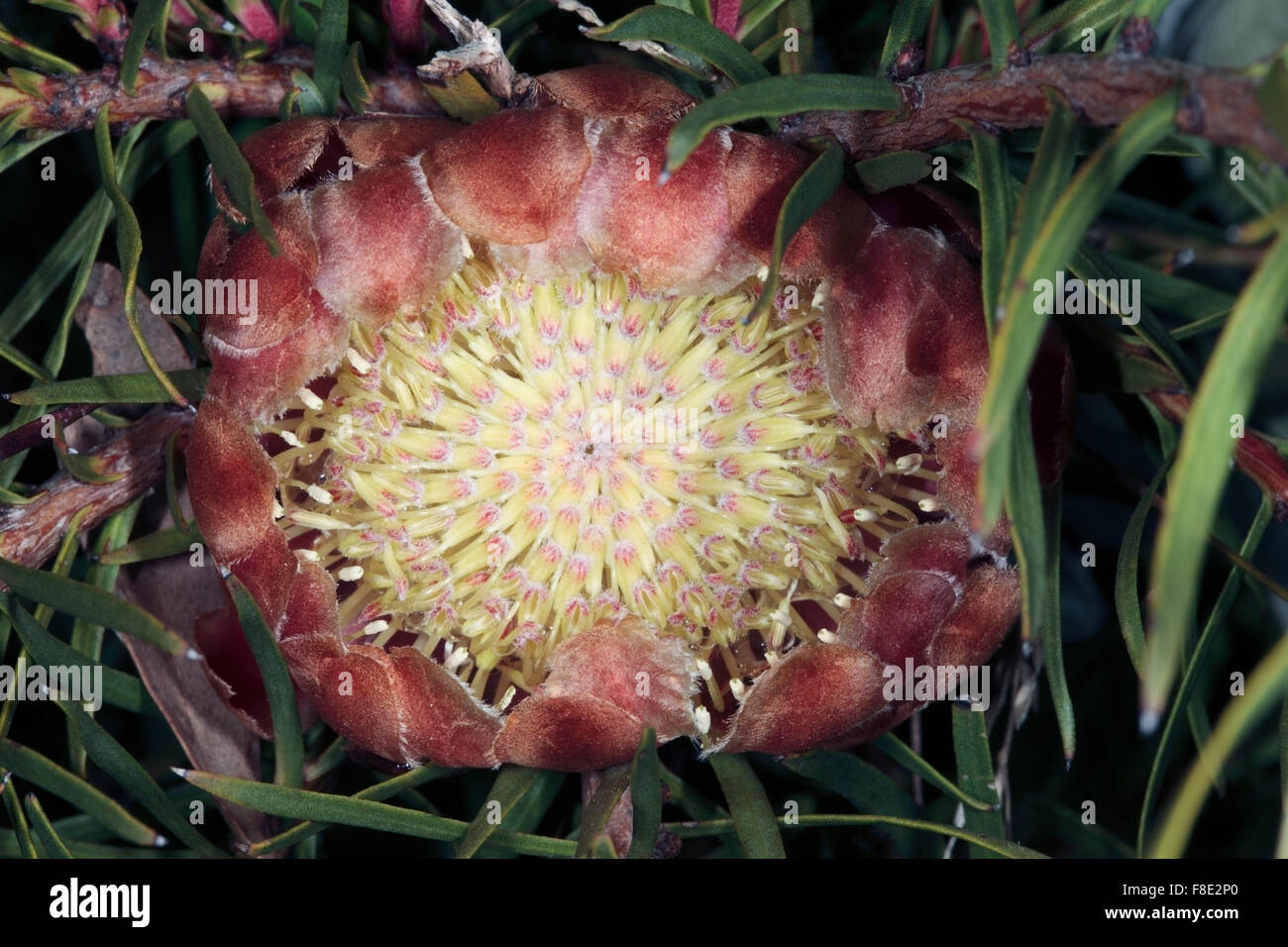 Linear-leaf Protea / Sugarbush -Protea decurrens- Endangered -Family Proteaceae Stock Photo