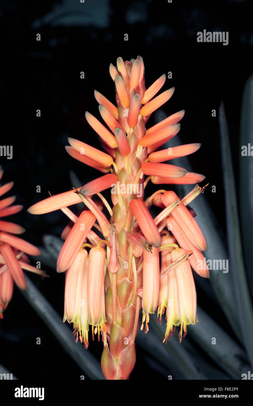Krans Aloe-Aloe arborescens-Family Liliaceae/Aloaceae Stock Photo