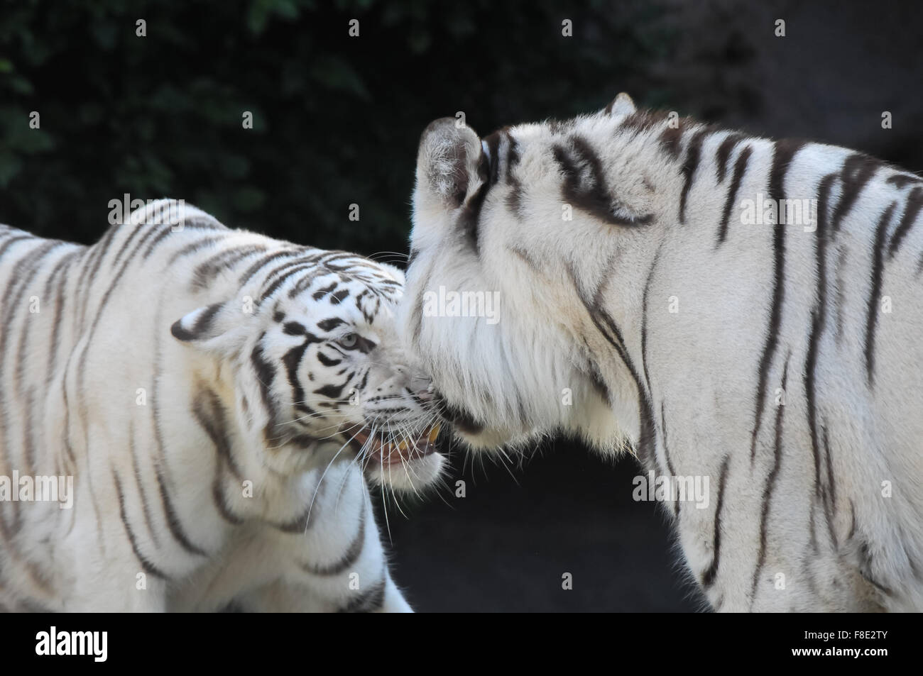 Black and White Striped Tiger Stock Photo - Alamy