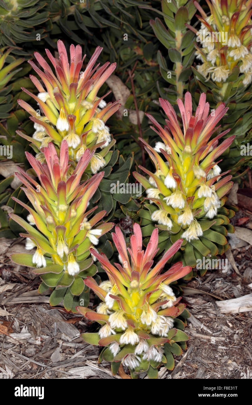 Red-crested/ Red/ Common Pagoda/ Rooistompe/ Stompie/ Common Mimetes/ Pagoda - Mimetes cucullatus - Family Proteaceae Stock Photo