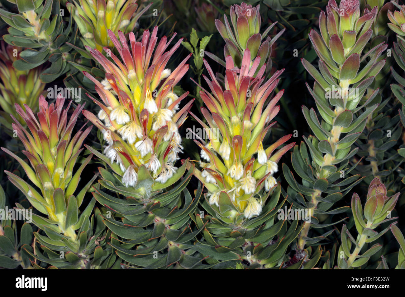 Red-crested/ Red/ Common Pagoda/ Rooistompe/ Stompie/ Common Mimetes/ Pagoda - Mimetes cucullatus - Family Proteaceae Stock Photo