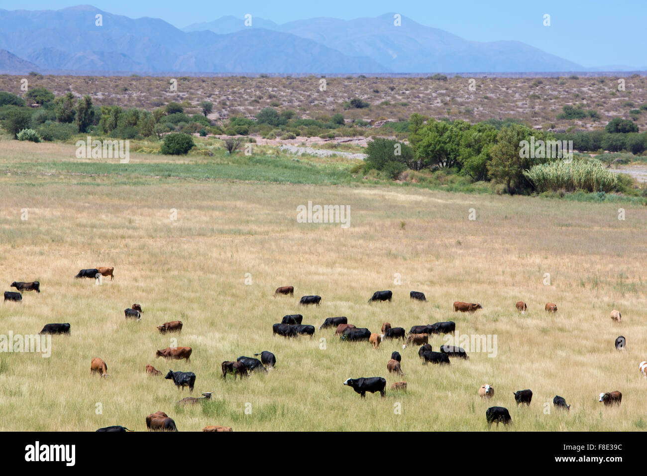 Gaucho herding cows grazing near Cafayate in North West Argentina Stock Photo