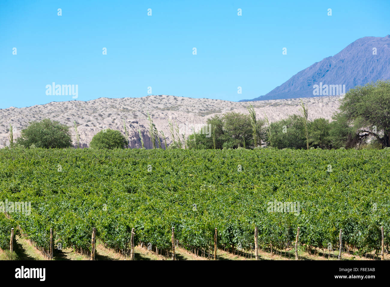 Vineyard in Cafayate, in the North of Argentina. Salta Province. Stock Photo