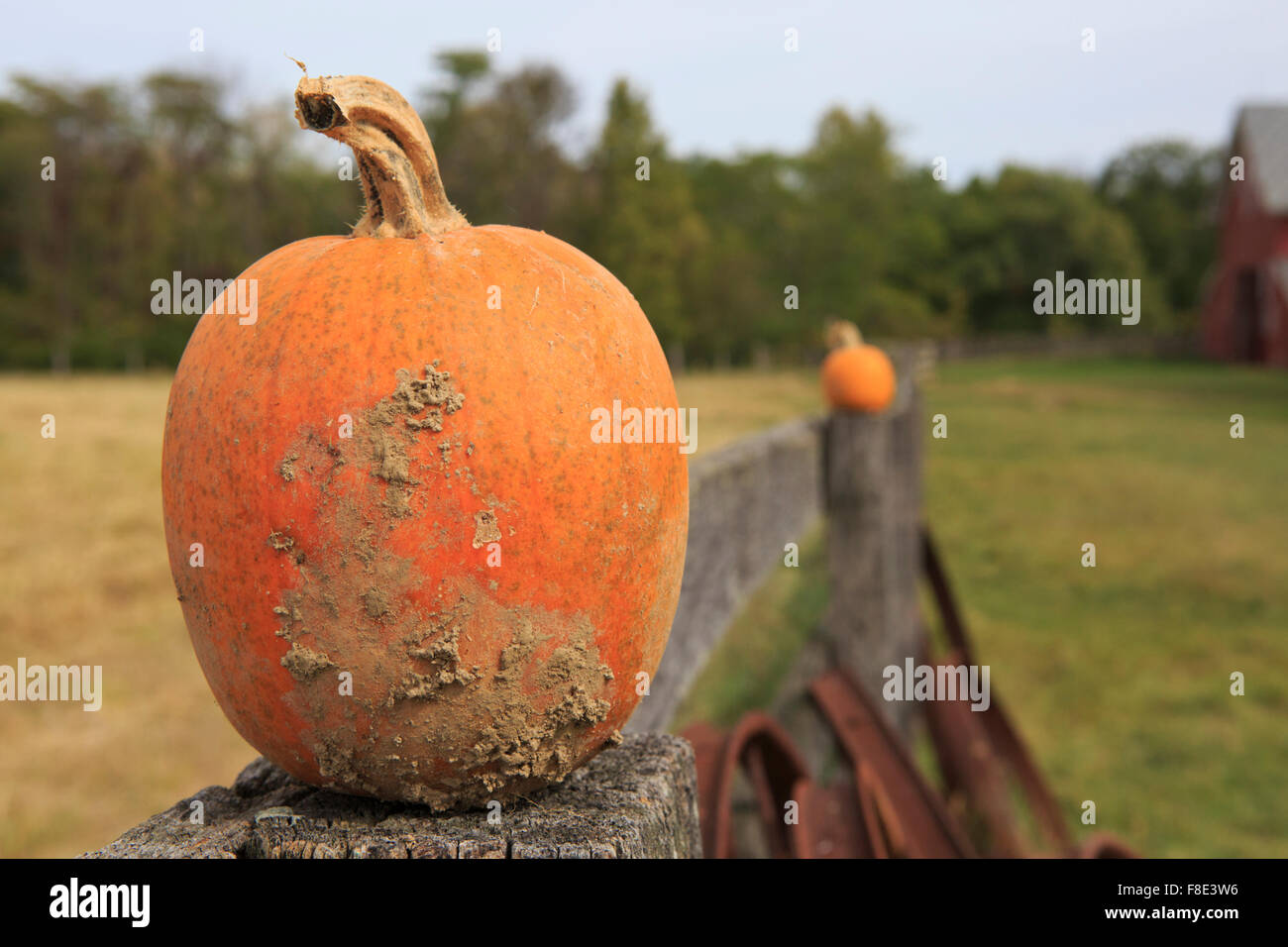 Pumpkin on a fence Stock Photo - Alamy