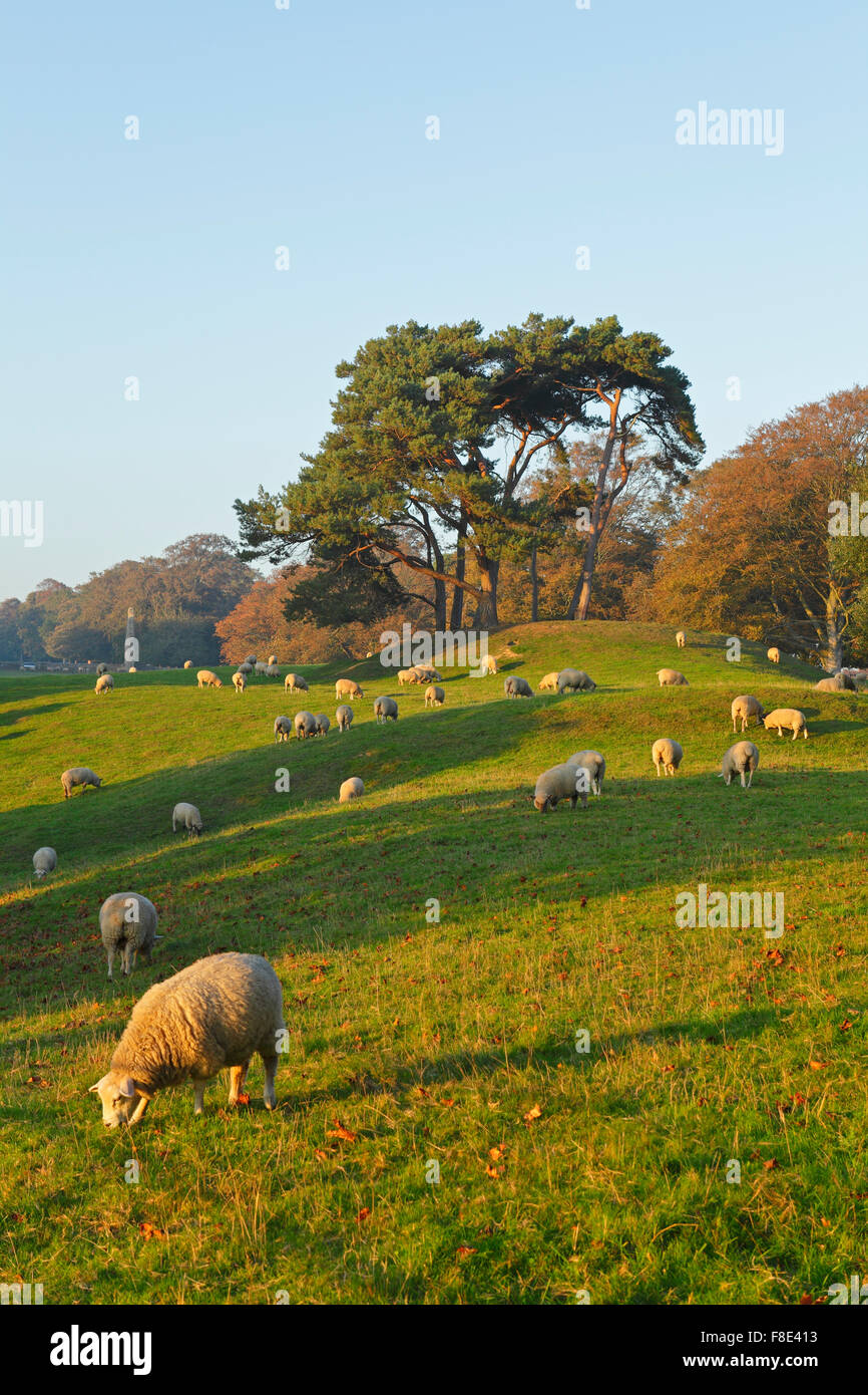 Sheep grazing in pasture at Winchelsea, East Sussex, England, UK Stock Photo