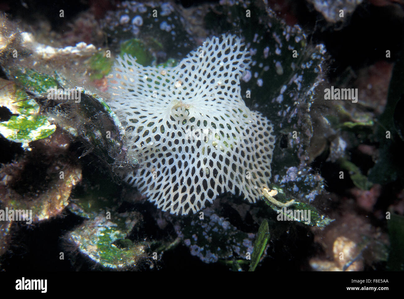 Neptunes lace, Reteporella grimaldii, Phidoloporidae Mediterranean Bryozoa, Giglio Island Tuscany, Mediterranean Sea, Italy Stock Photo