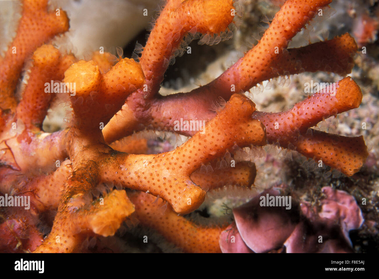 False coral, Myriapora truncata, Bryozoan Marettimo Island, Sicily, Italy Mediterranean Sea Stock Photo