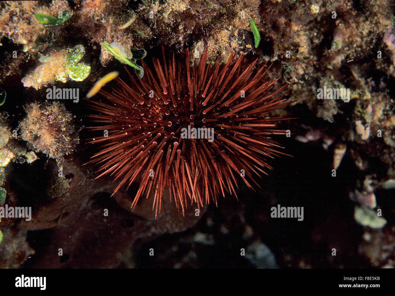 Florida Sea Urchins Edible