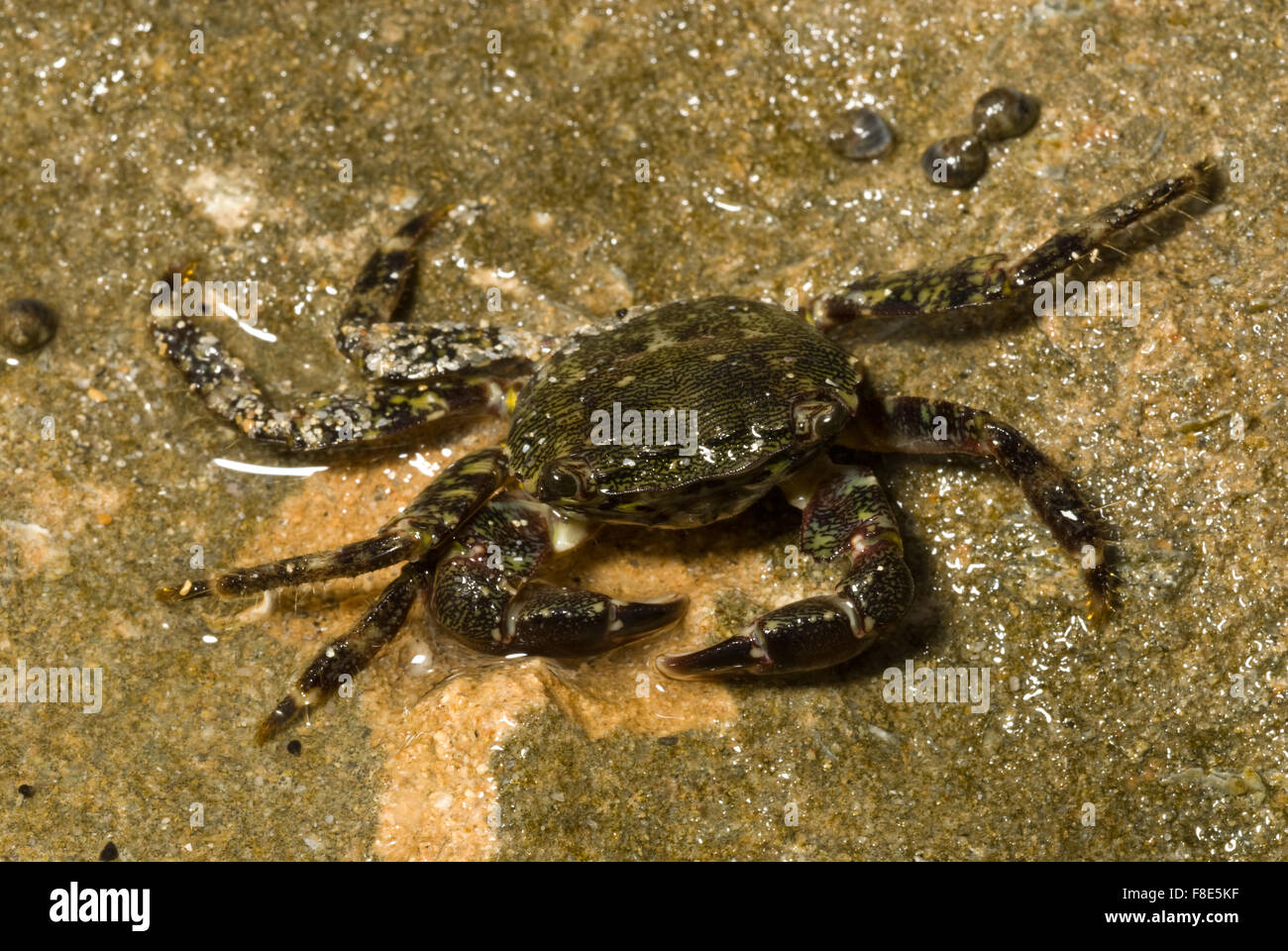 Marbled Crab, Pachygraptus marmoratus, Crustacea Decapoda, Putzu Idu, Sardinia, Italy Mediterranean Sea Stock Photo