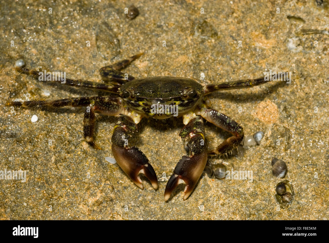 Marbled Crab, Pachygraptus marmoratus, Crustacea Decapoda, Putzu Idu, Sardinia, Italy Mediterranean Sea Stock Photo