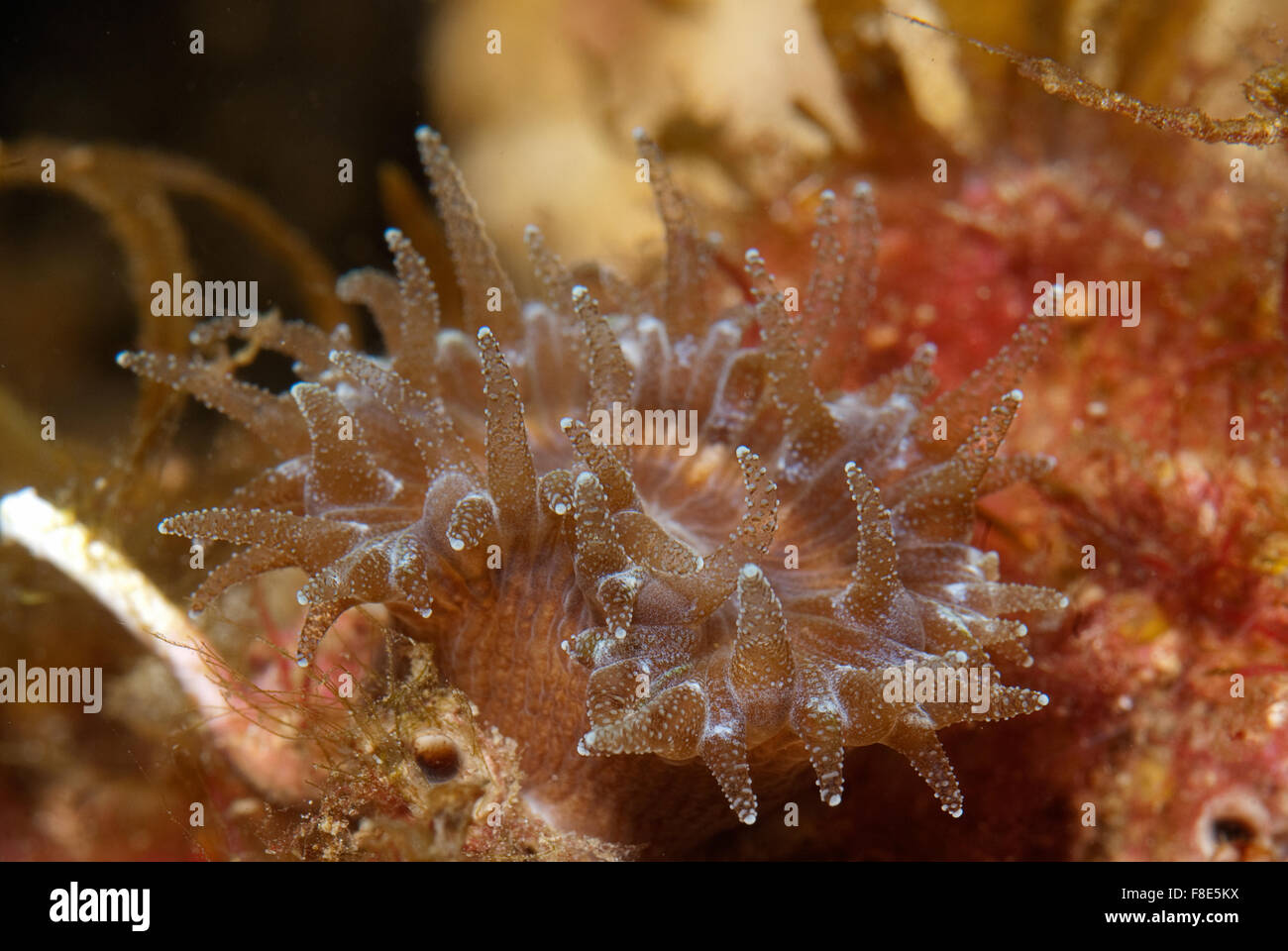 Scarlet coral, Balanophyllia europaea, Dendrophylliidae, S. Severa, Rome, Lazio, Italy, Mediterranean Sea Stock Photo