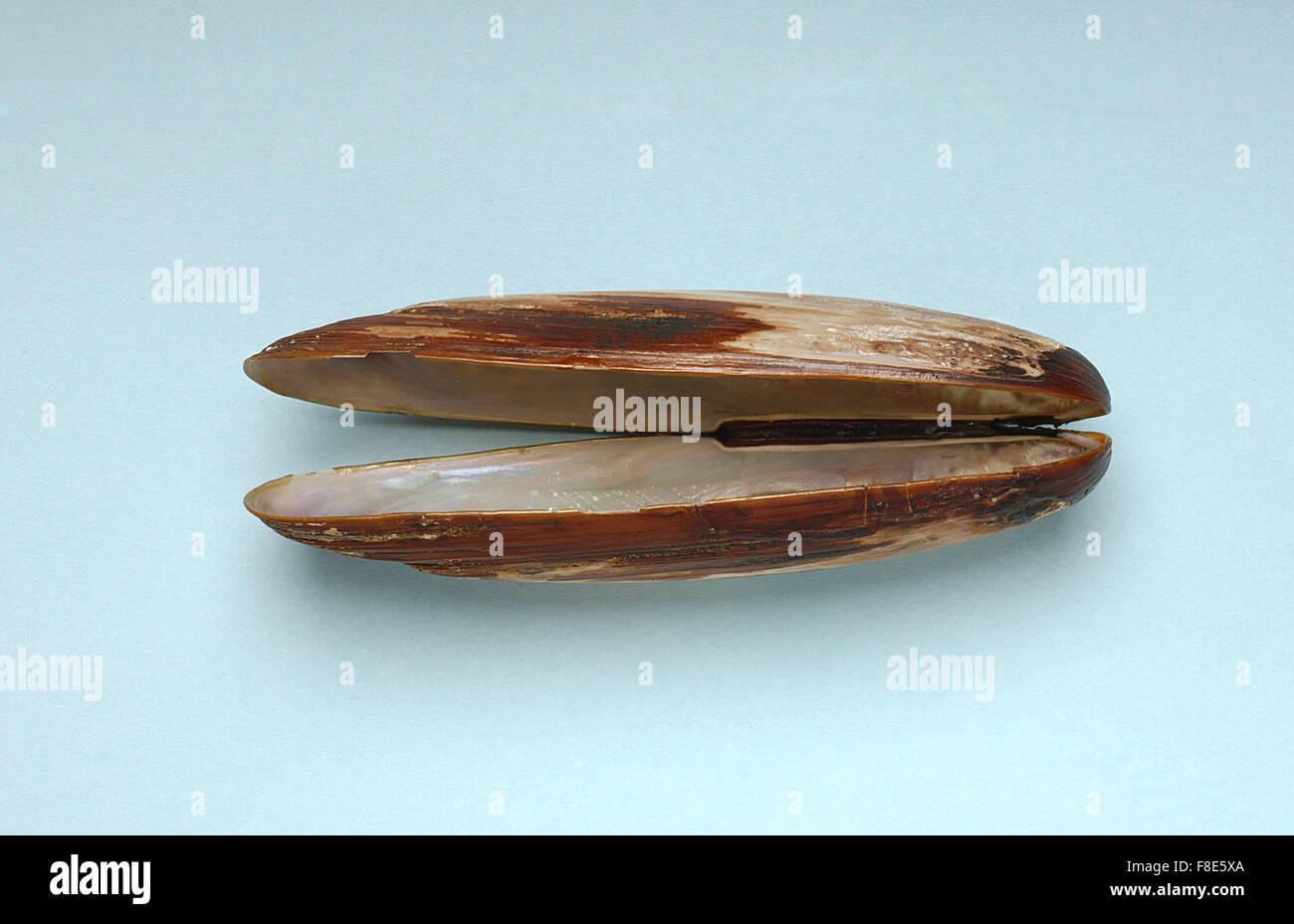 Date mussel hires stock photography and images Alamy