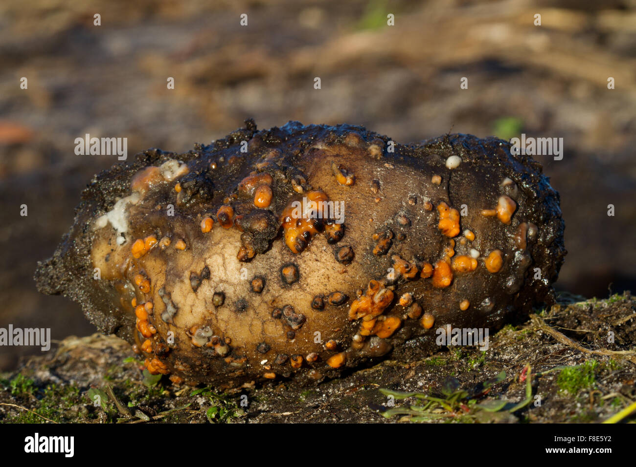 Rotten potato, covered with white and orange mold, on the field Stock Photo