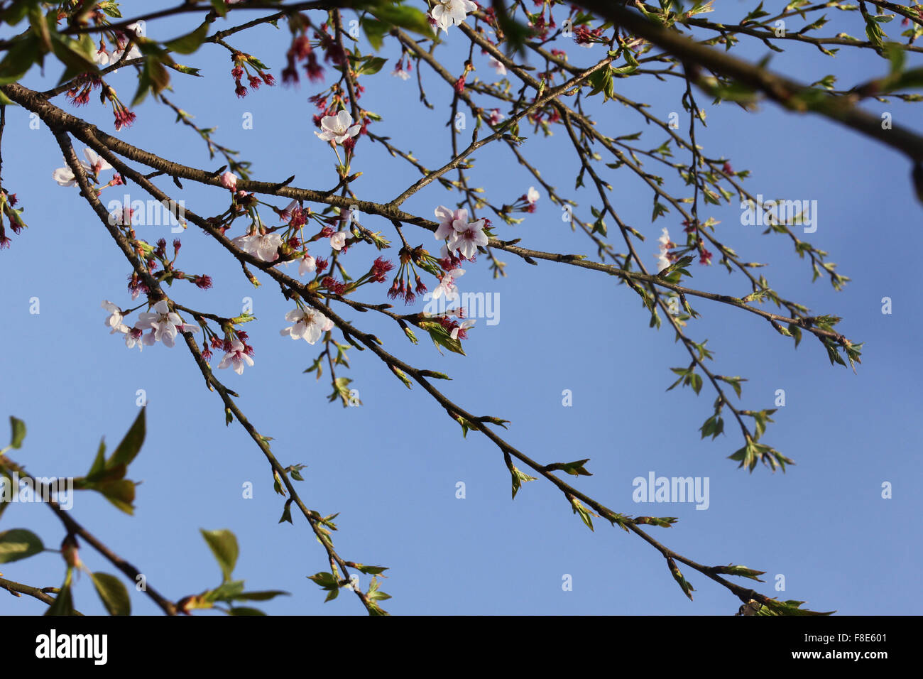 White tree flowers in spring Stock Photo