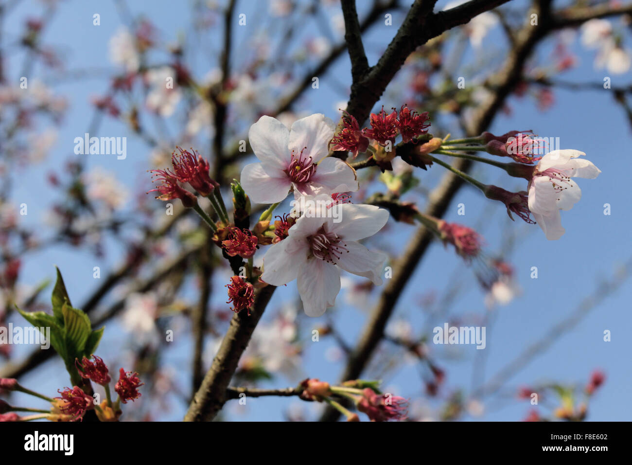 White tree flowers in spring Stock Photo