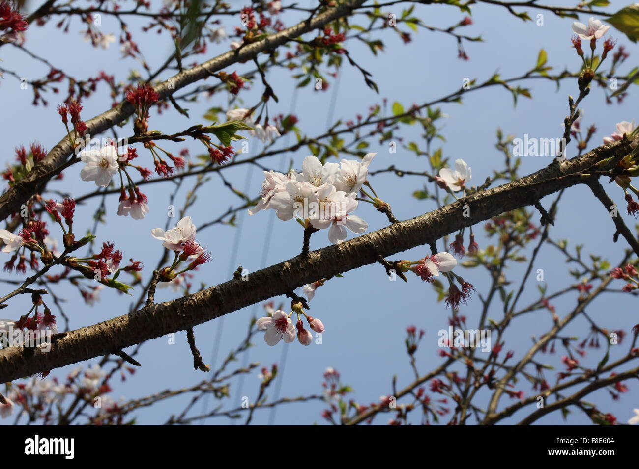 White tree flowers in spring Stock Photo